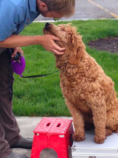 Dog Training Elite offers professional mobility service dog training programs near you in Carmel / Fishers.