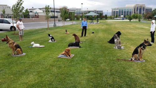 Dog Training Elite offers professional group dog obedience training classes for all clients in Chicago.