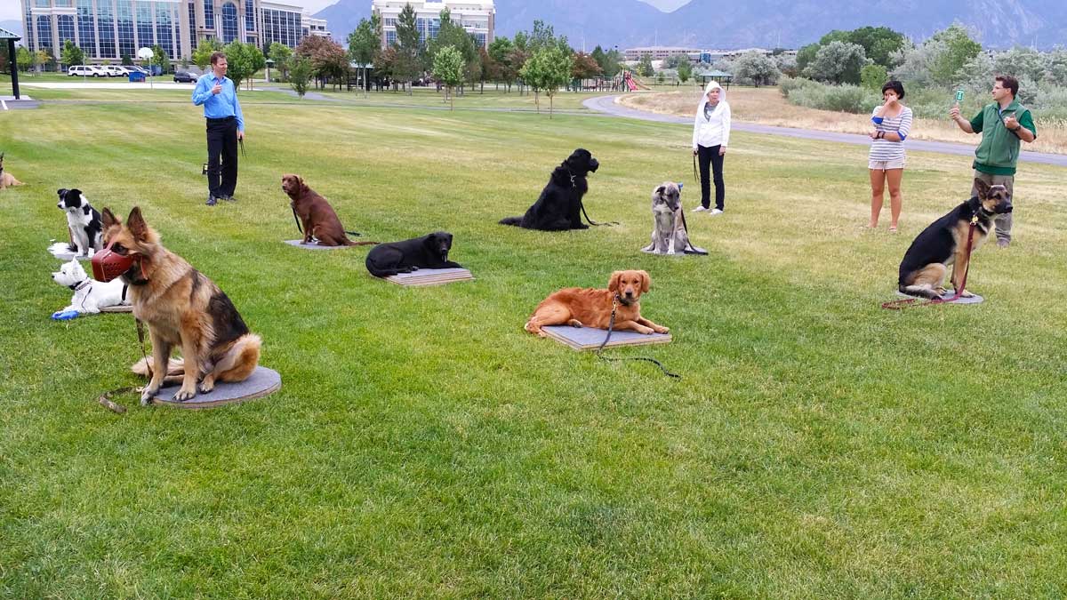 Puppy Training Classes in Baton Rouge