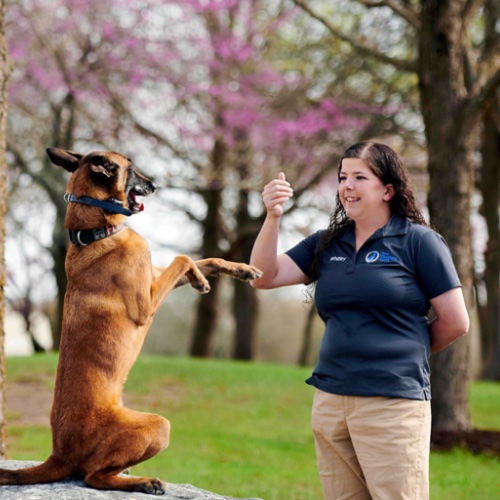 Training with Dog Training Elite in Des Moines can help your pup sit and stay when they need to, just like this dog with their trainer.