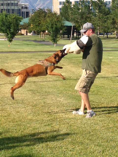 Dog Training Elite has the top professional guard dog trainers near you in Frisco.