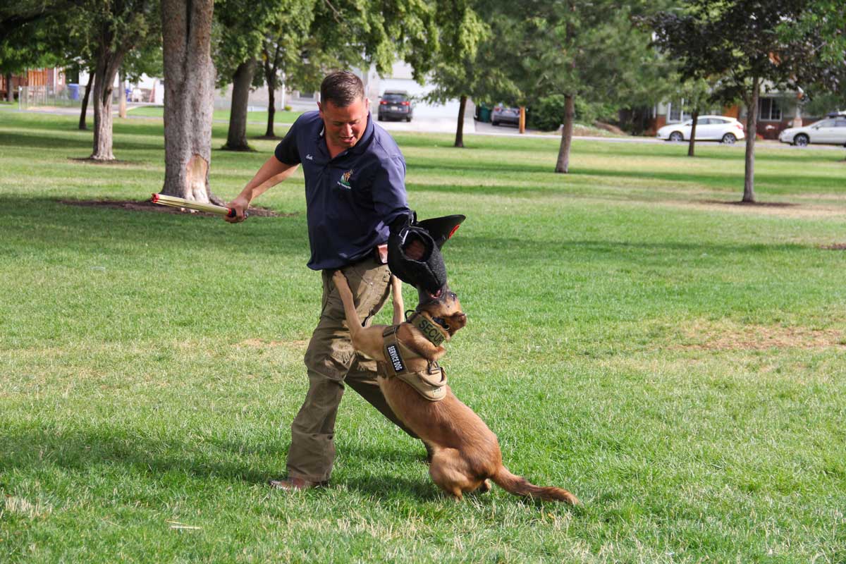 Dog Training Elite offers expert retired K9 training programs near you in St. George.