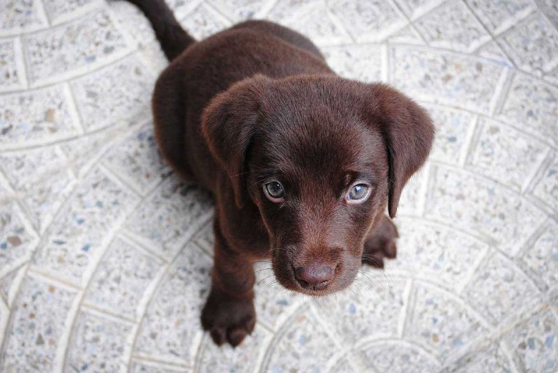 Dog Training Elite Cincinnati offers expert Labrador puppy training services near you in Cincinnati.