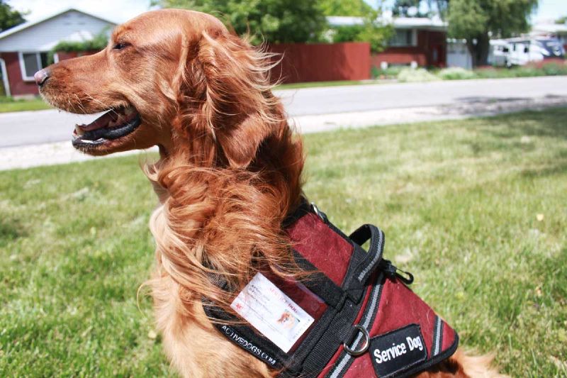 Dog Training Elite Charlotte offers top rated service dog training near you in Charlotte.