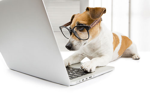 Albuquerque / Santa Fe Dog Training Elite New Mexico's pup preparing its information on a laptop.
