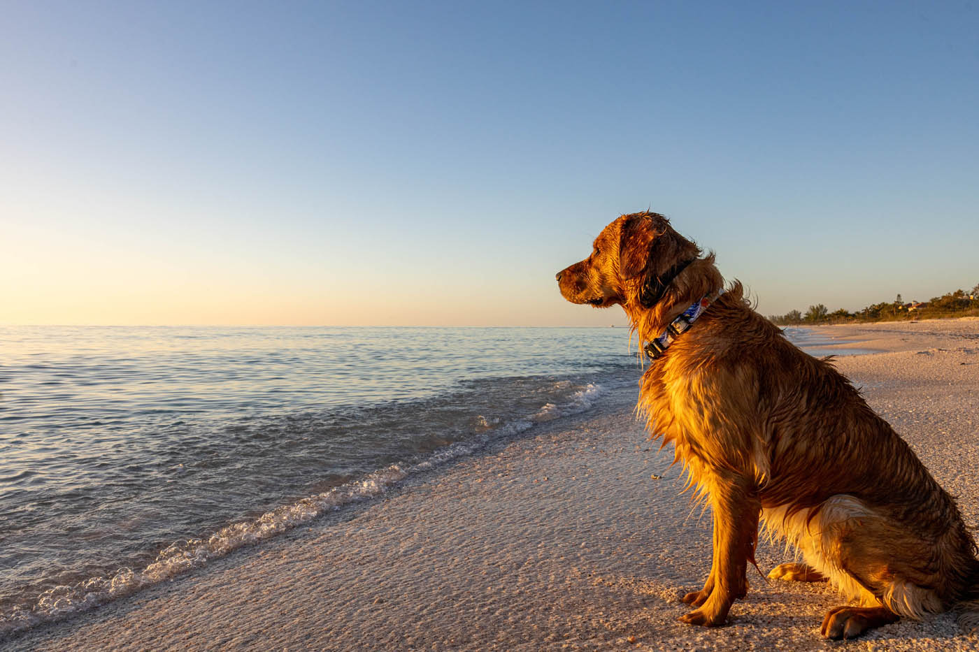 An image of a golden retriever on the beach - Dog Training Elite offers Pensacola off leash k9 training.