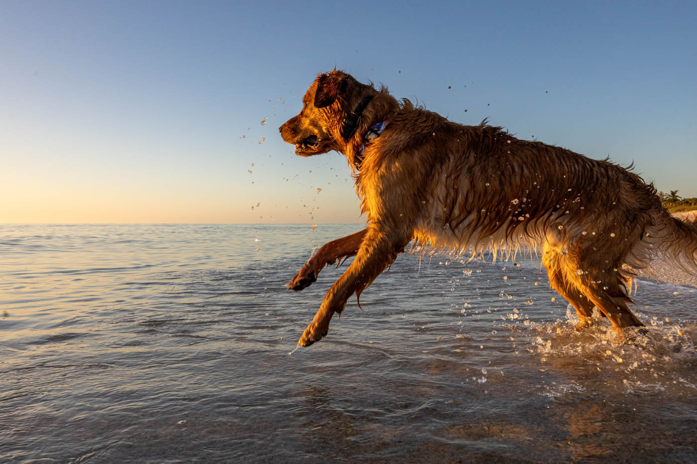 A happy, well trained dog from Dog Training Elite, your trusted source for dog training in Pensacola, FL