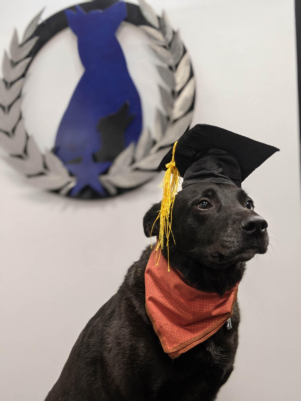 A dog that has just graduated from Dog Training Elite's award-winning training program.