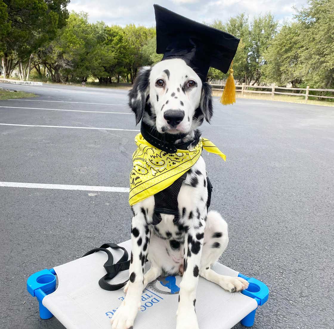 A golden retriever holding a grocery bag, our obedience training for dogs in Pensacola, FL can help with these daily tasks. 