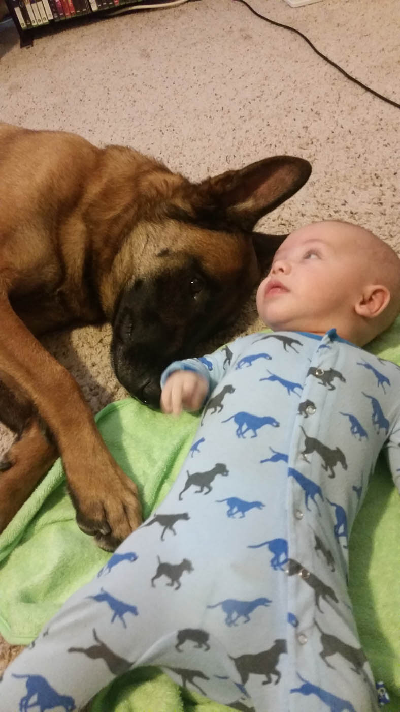 An adorable dog being trained by Dog Training Elite Lowell / Chelmsford.