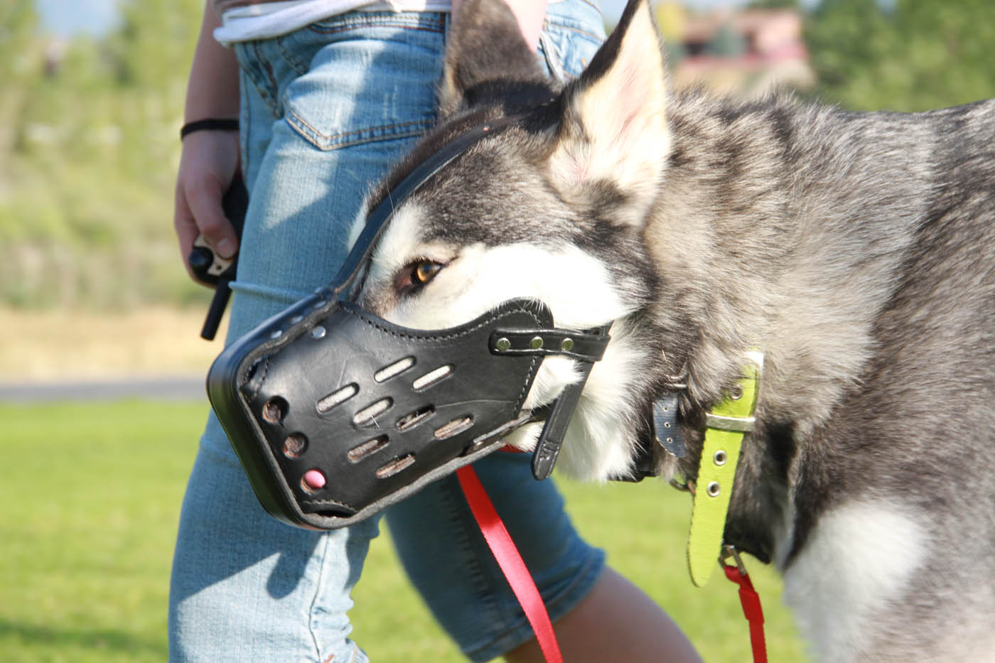 Dog Training Elite Michiana - Anxiety & Aggression Dog Trainer in South Bend / Elkhart, IN