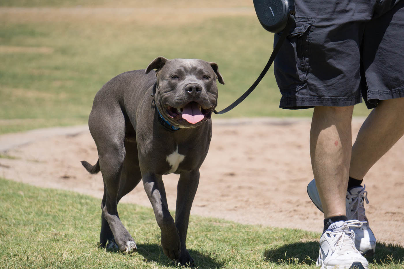 A well-trained pitbull walking with their owner.