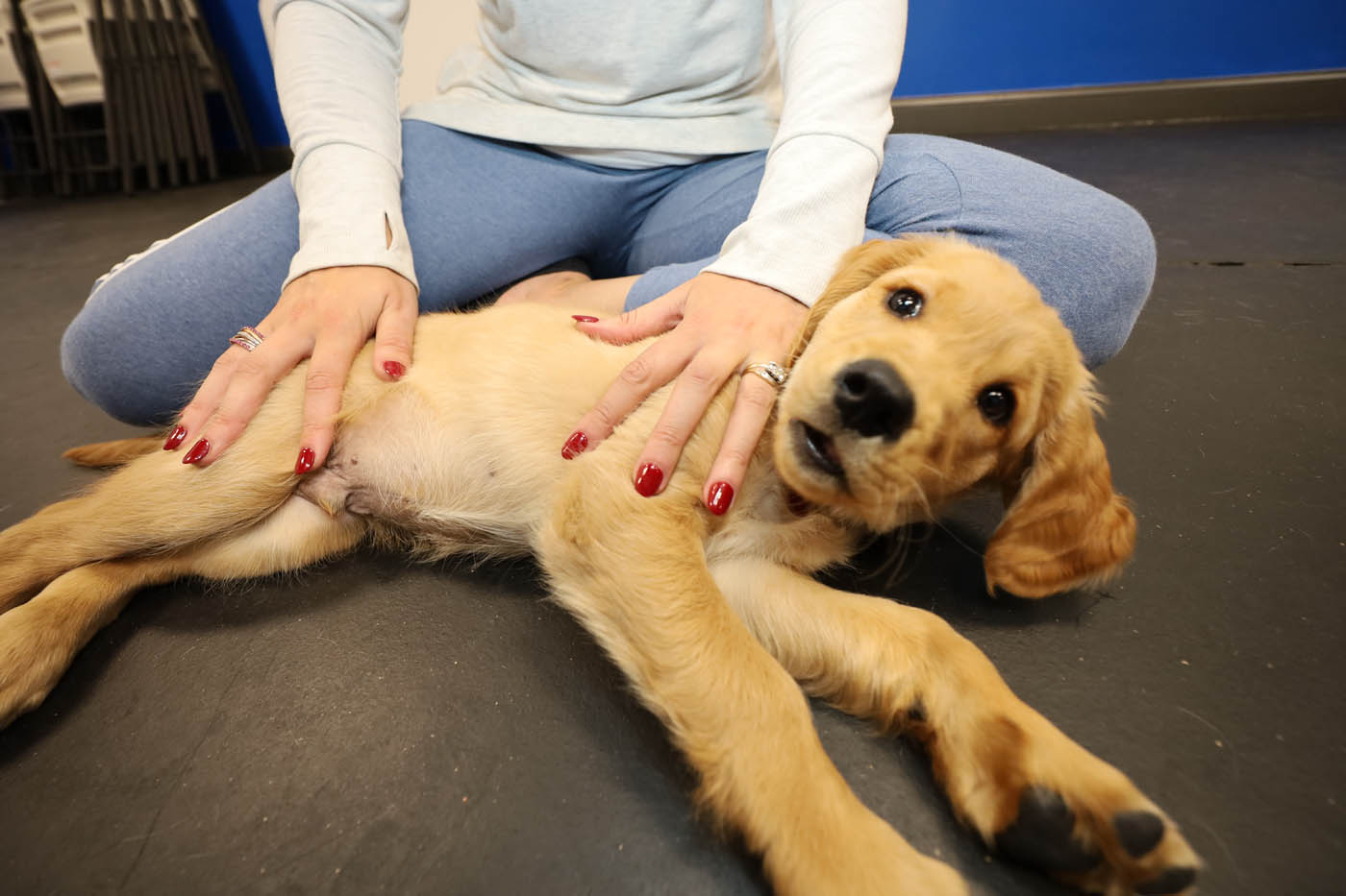 A golden retriever puppy laying on the floor with its owner, contact us today for Davis / Weber County dog obedience training.