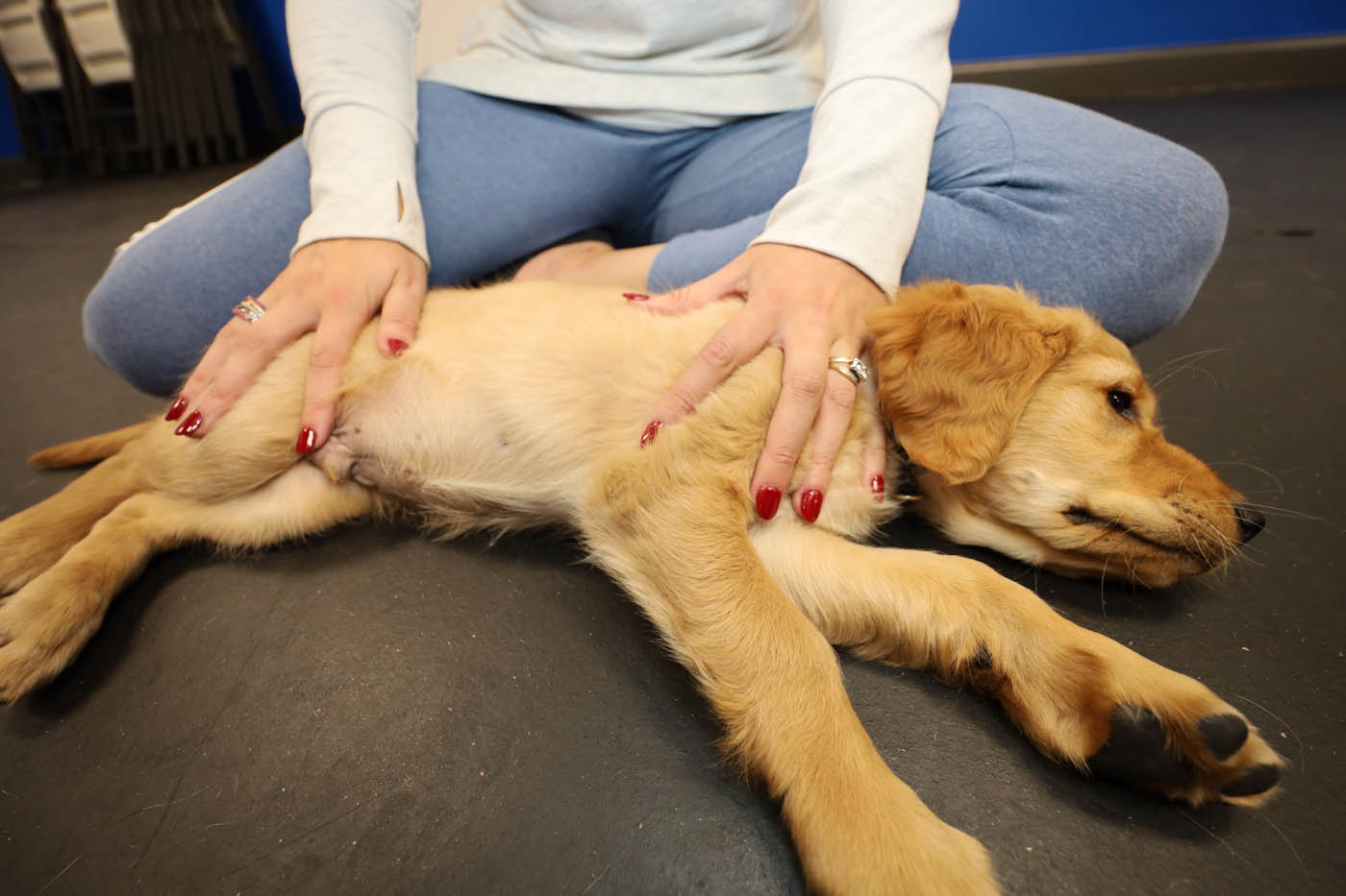 Dog Training Elite Lowell / Chelmsford - Separation Anxiety Training for Dogs in Lowell, MA. DTE