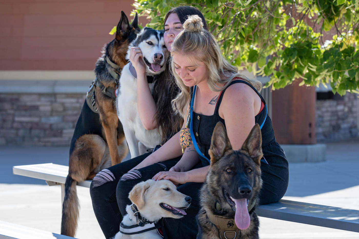 Two dog owners and a group of pups in our Lowell dog socialization classes - contact Dog Training Elite to schedule your free consultation today!