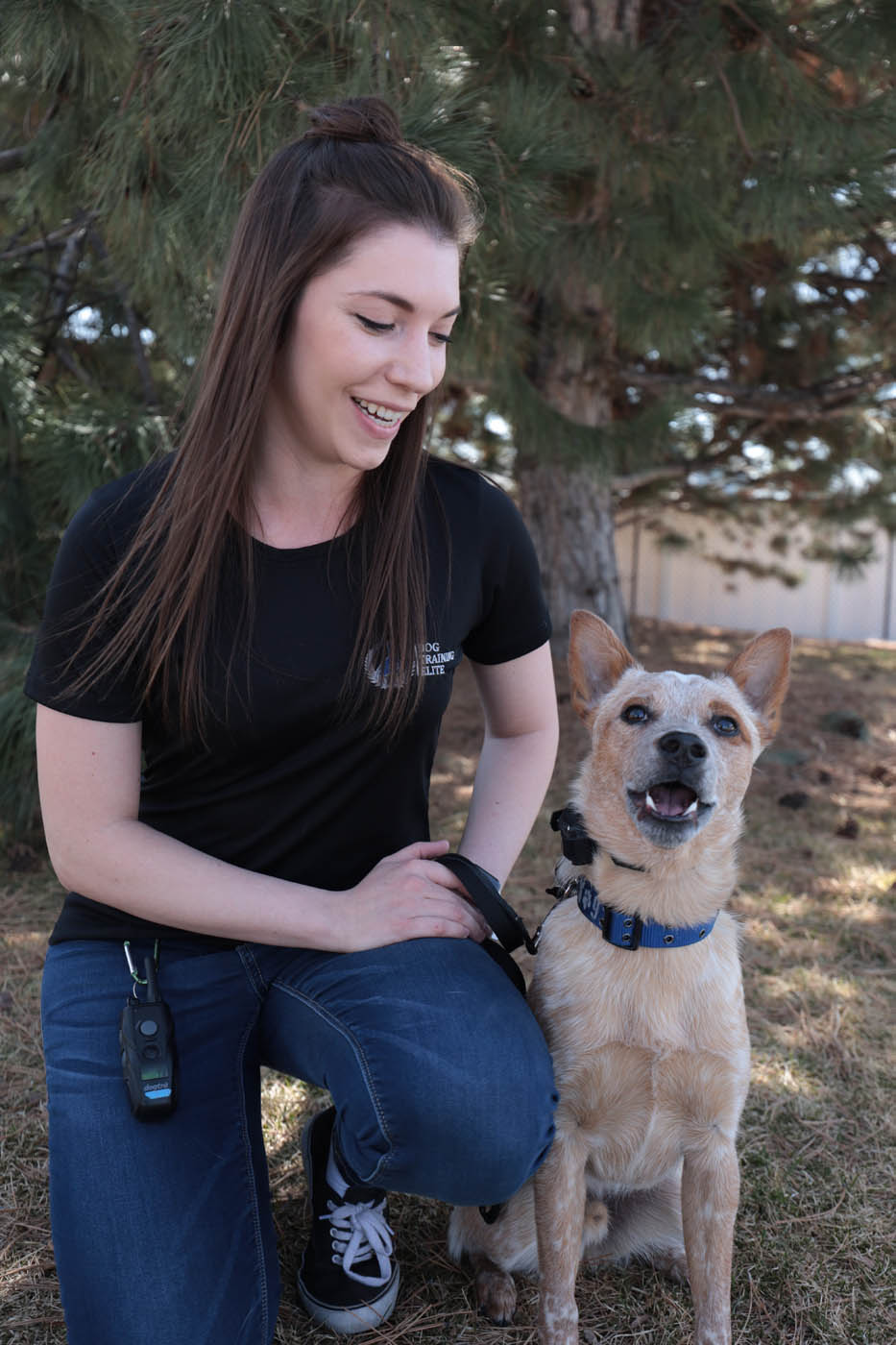 A happy, well-trained dog who has an e-collar from Dog Training Elite Lowell / Chelmsford.