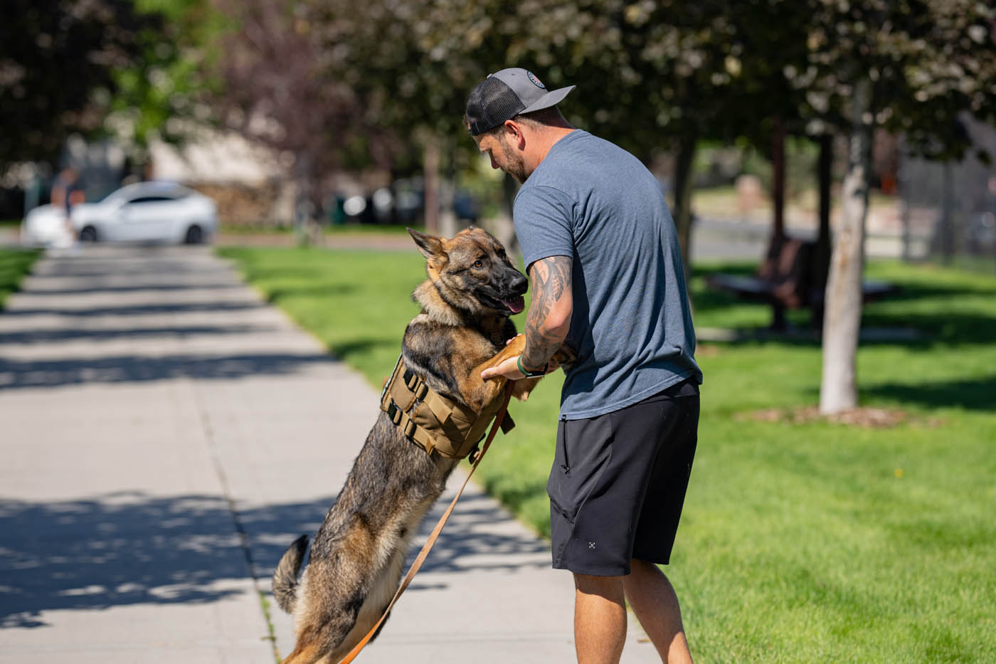 Dog Training Elite Lowell / Chelmsford - 