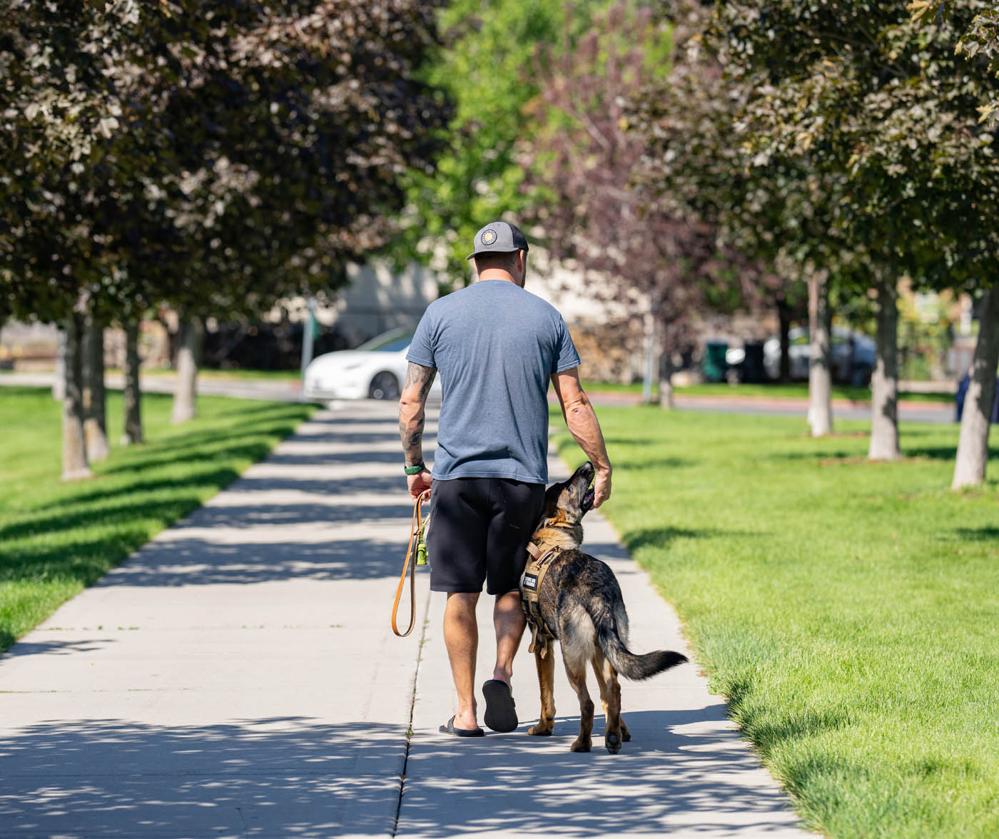 A happy, well trained dog from Dog Training Elite, your trusted source for dog training in Green Bay / Appleton, WI