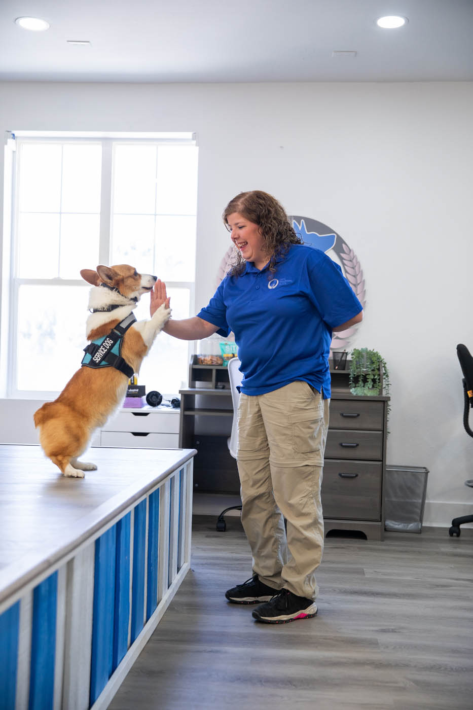 A Dog Training Elite in Boston Metro owner with her corgi at our dog training centers in Boston, MA.