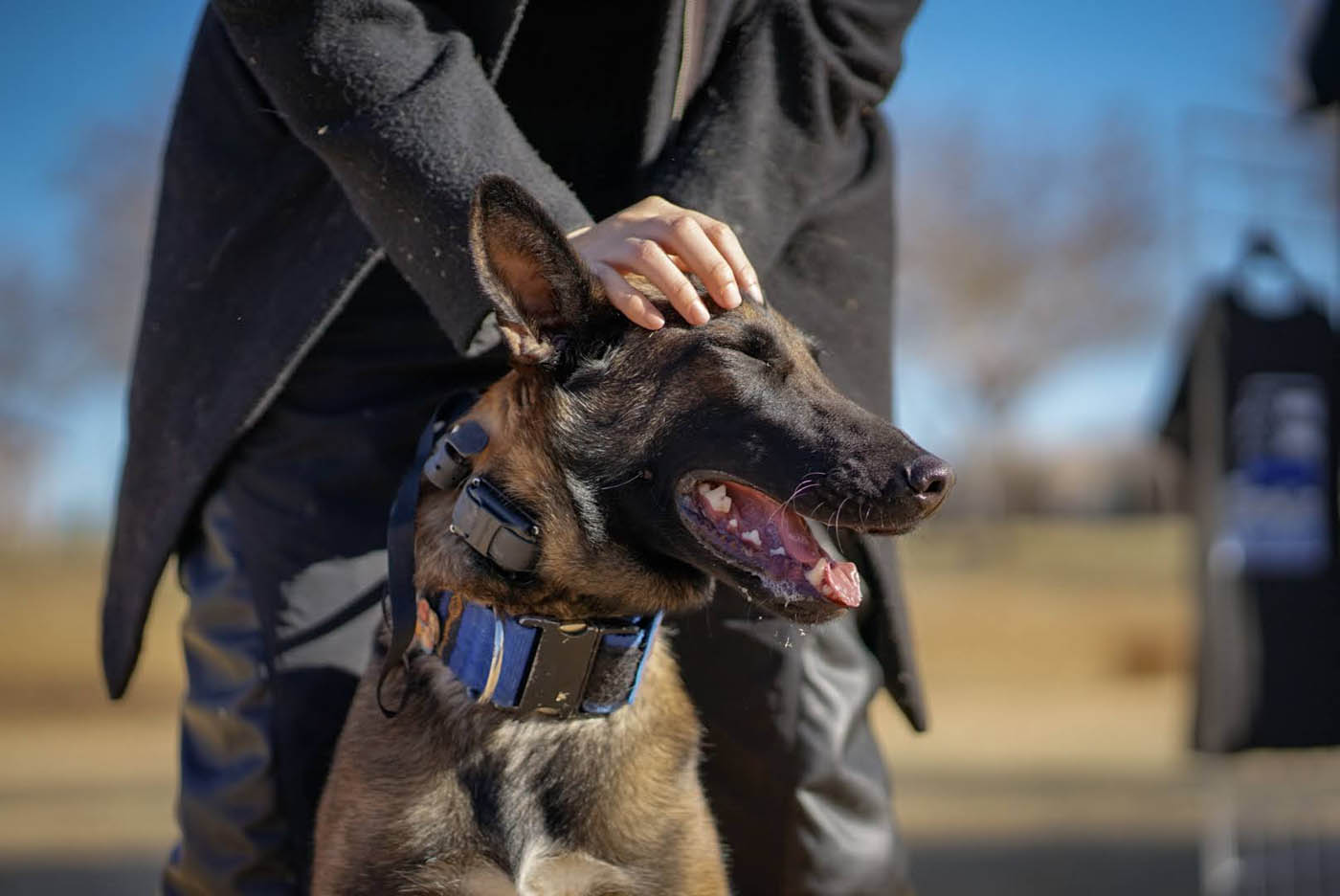 A dog with an e-collar receiving positive reinforcement.