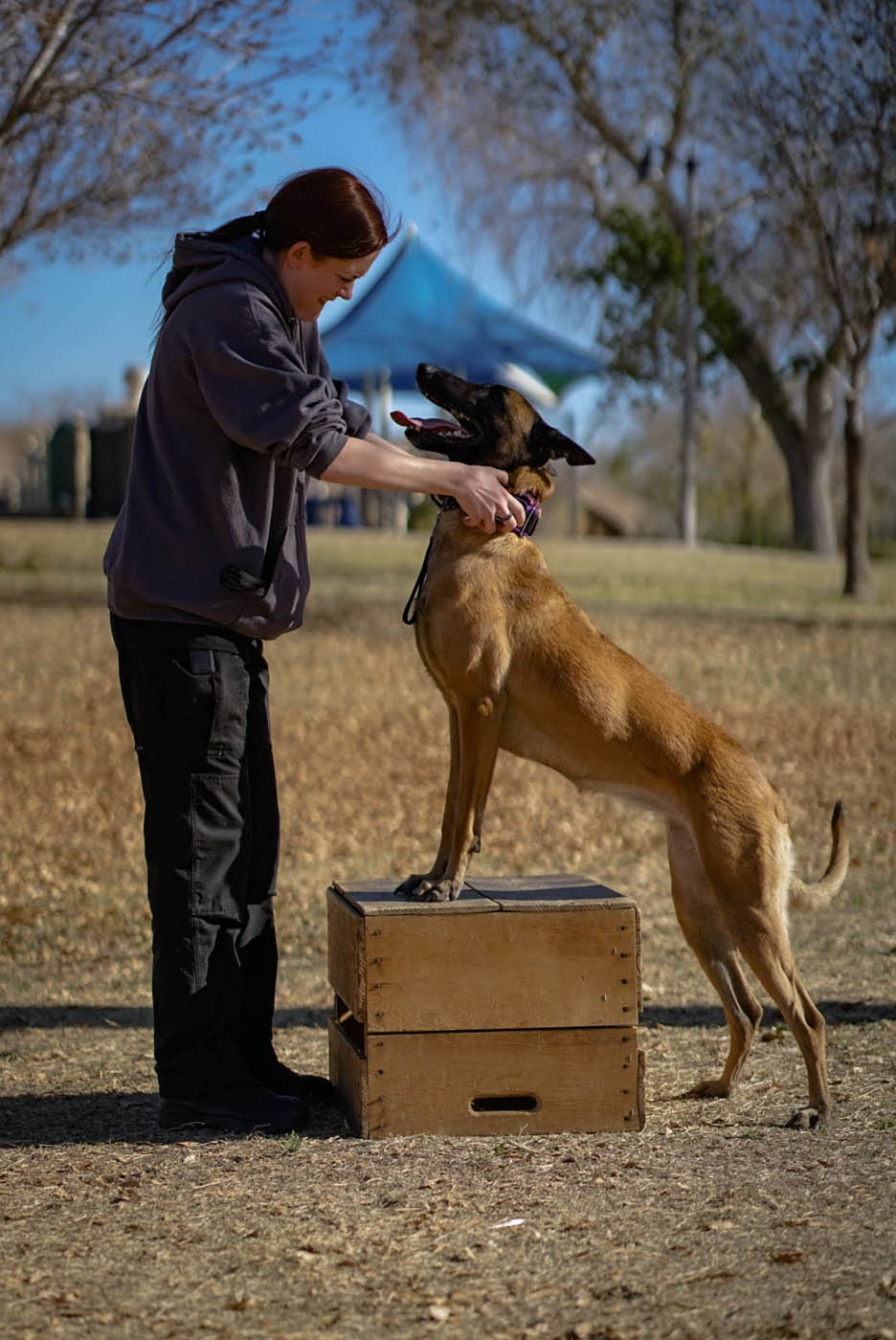 A Dog Training Elite in Boston Metro trainer working with an obediant dog - learn more about the career options at Dog Training Elite in Boston Metro today!