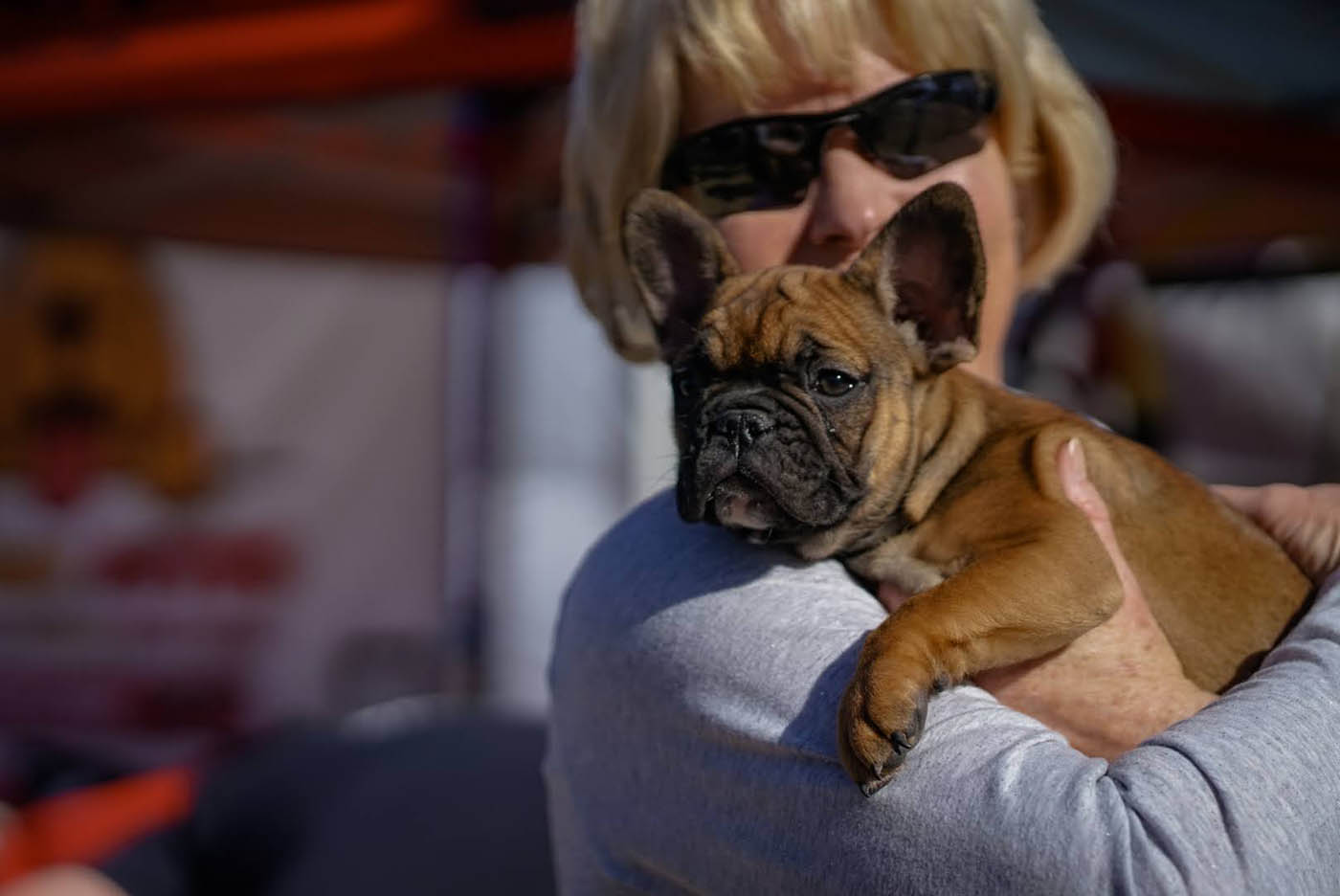 A calm French bulldog with their owner after receiving professional french bulldog training in Lowell, MA from Dog Training Elite.