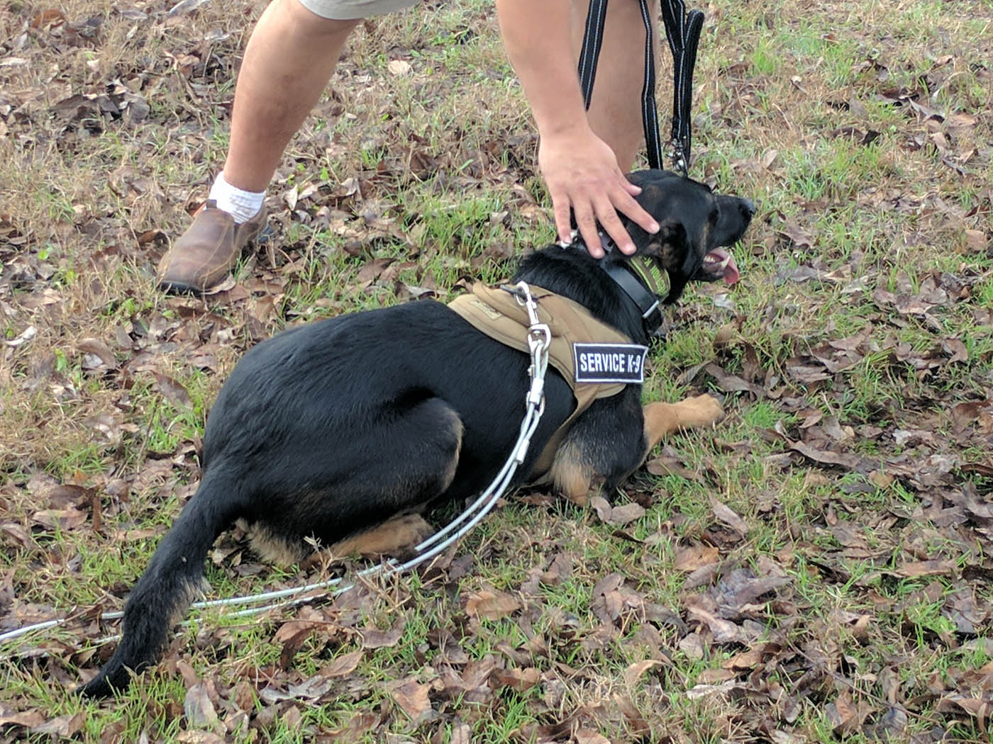 A german shepherd resting - find the best Fort Worth protection dog training with Dog Training Elite.