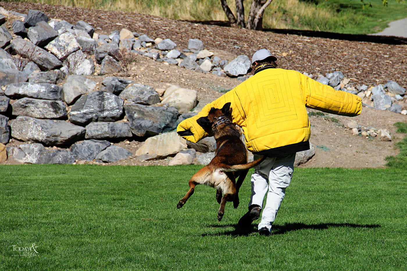 Dog Training Elite Northern Colorado - Top Protection Dog Training in Fort Collins / Loveland, CO. DTE