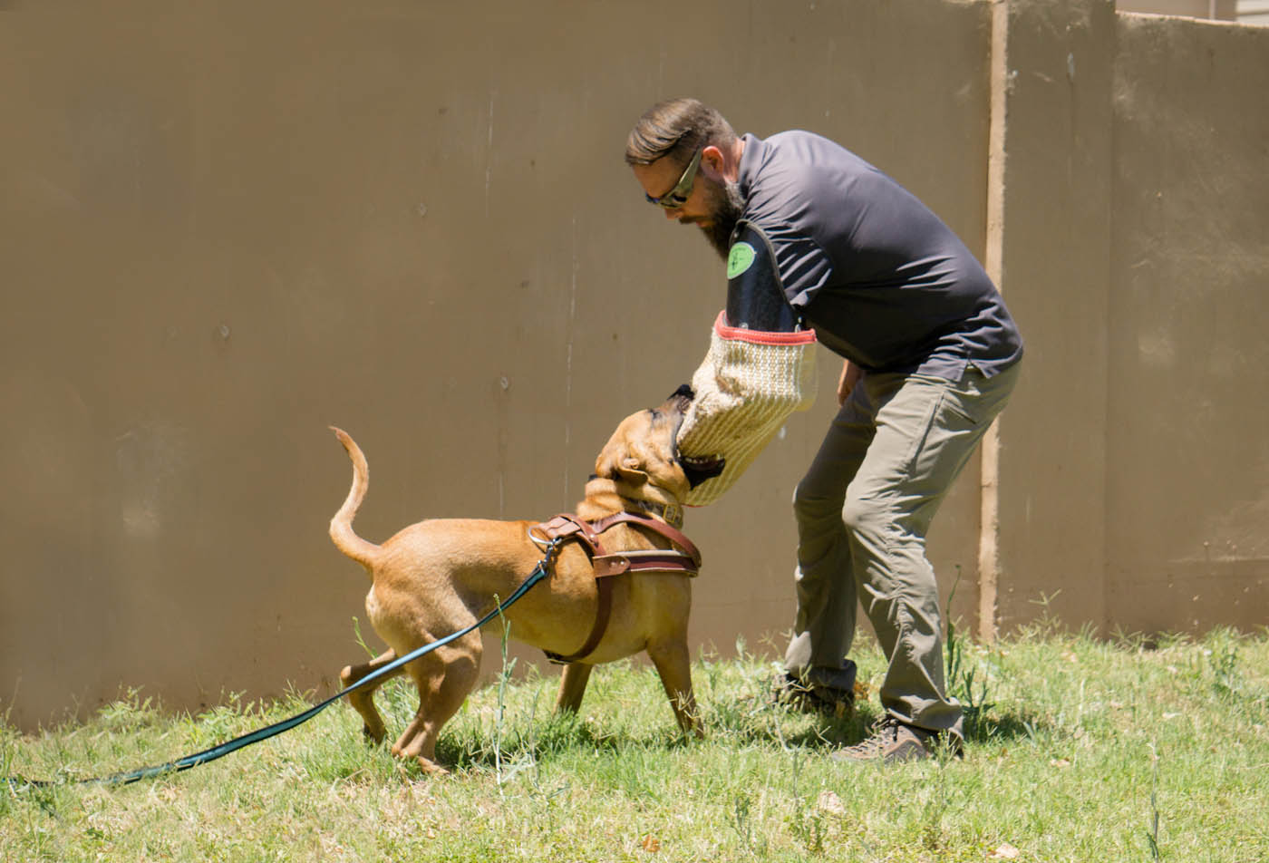 A Dog Training Elite professional and dog doing personal protection exercises - find the training you need with Dog Training Elite Fort Worth.