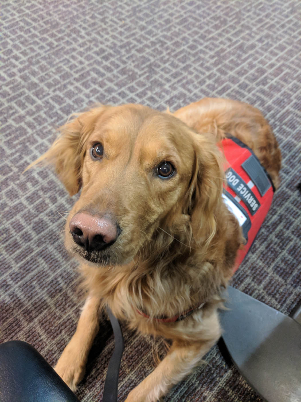 A service dog trained by the experts at Dog Training Elite in Boston Metro to help with mental health issues.