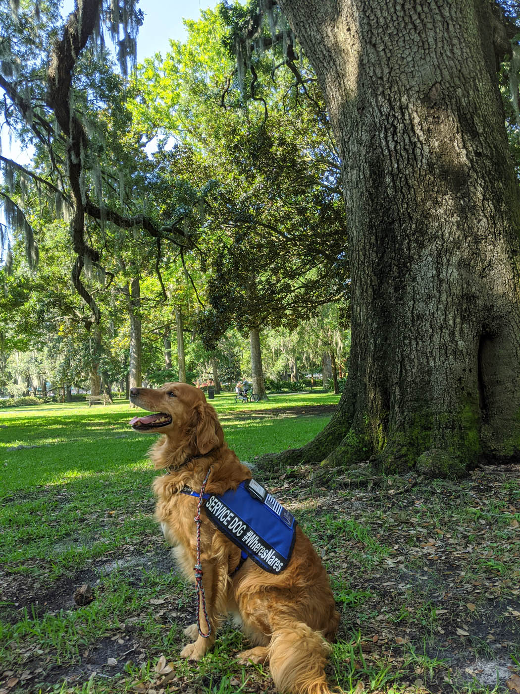 A beautiful service dog standing outside - Dog Training Elite Fort Wayne.