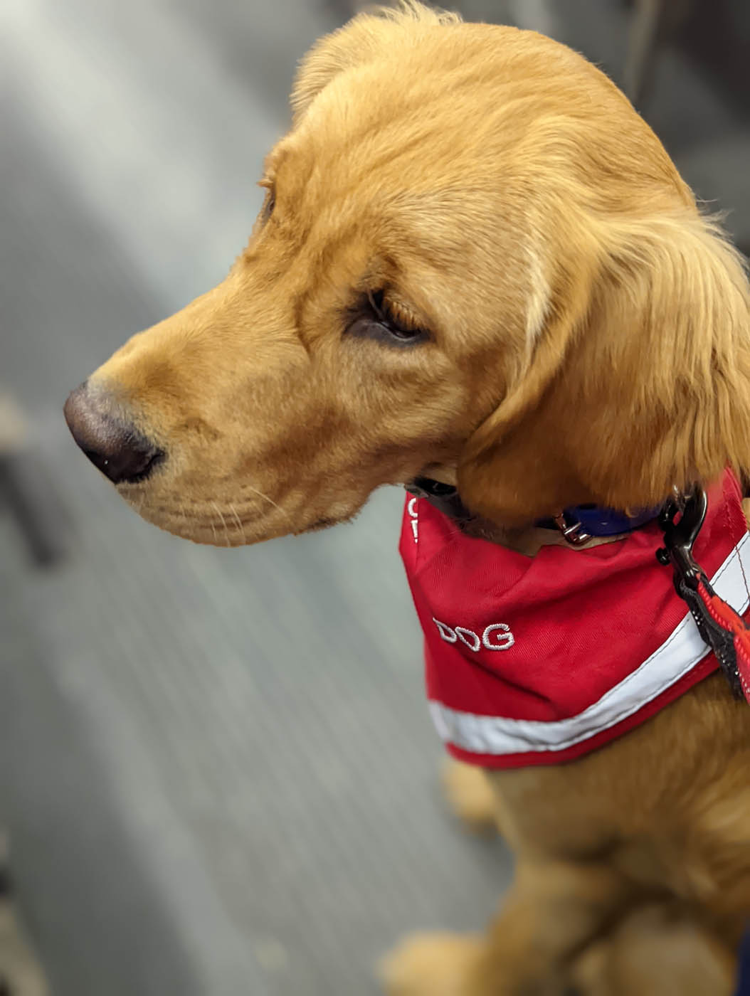 A fully trained service dog from Dog Training Elite Fort Wayne.