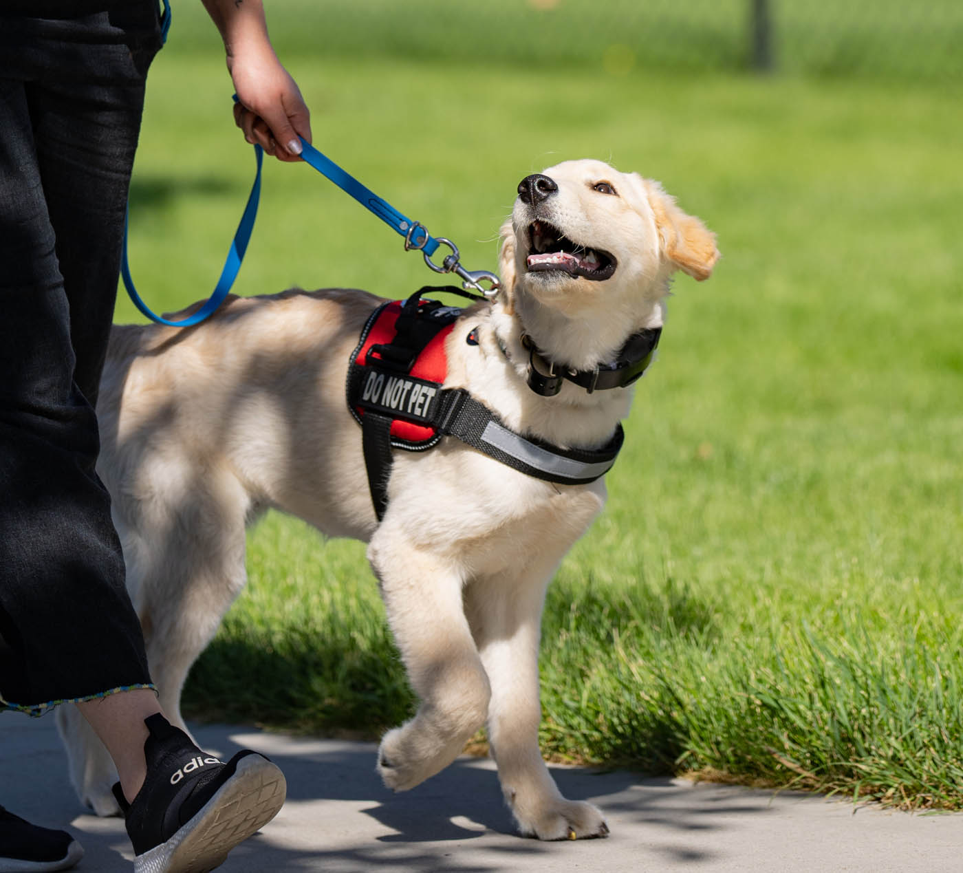 A service dog and their owner outside - find elite service dog training in Tampa, FL with Dog Training Elite.