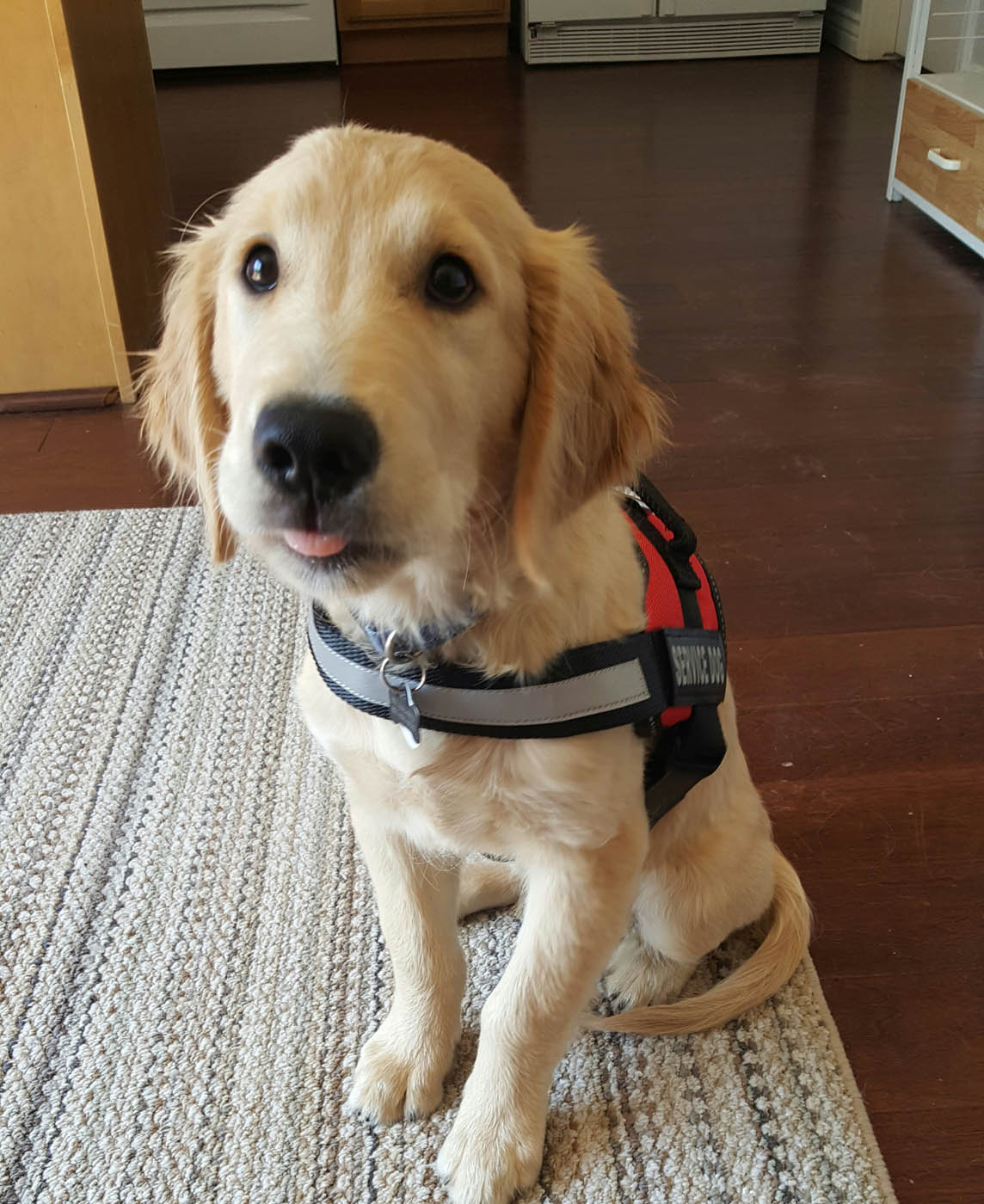 A service puppy waiting for their owner - Dog Training Elite in Tampa.