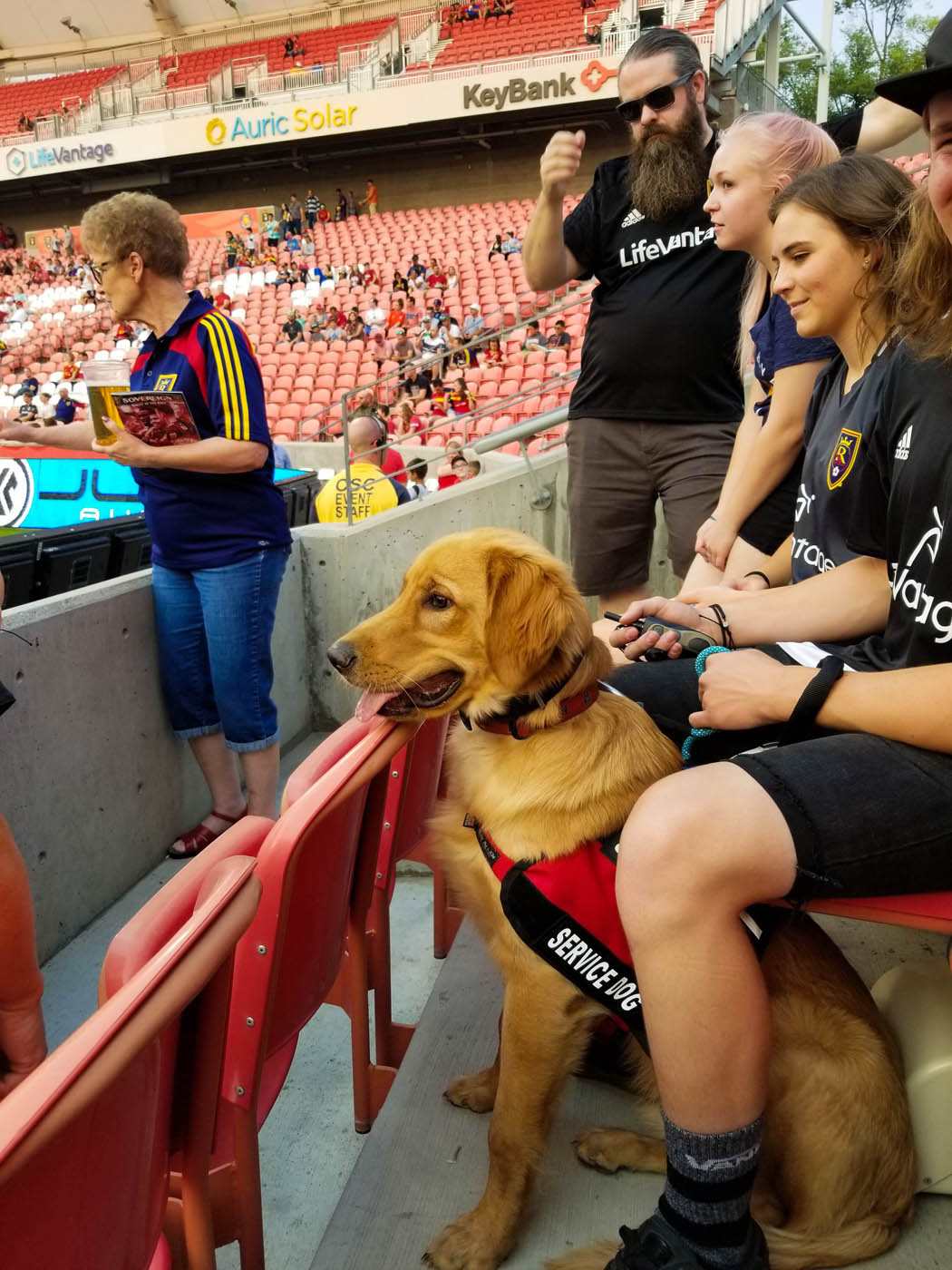 A service dog at a ball game with their owner - get professional Pensacola service dog training with Dog Training Elite.