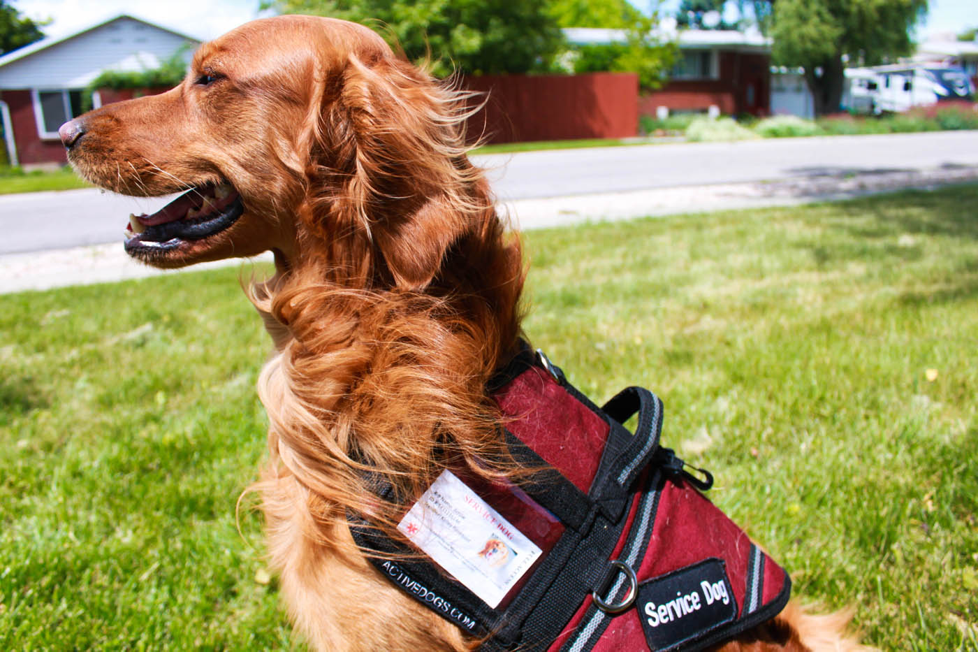 A picture of an obedient PTSD service dog in Boston MA trained at Dog Training Elite.