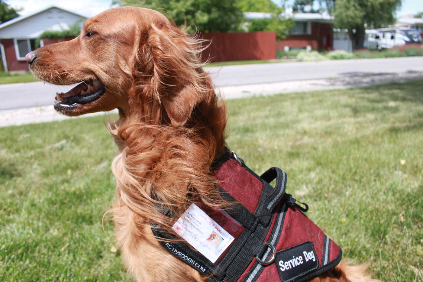 An image of a service dog 