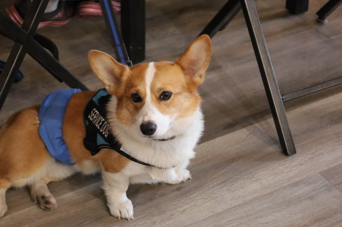 An obedient corgi on a leash after recieving affordable training from Dog Training Elite.