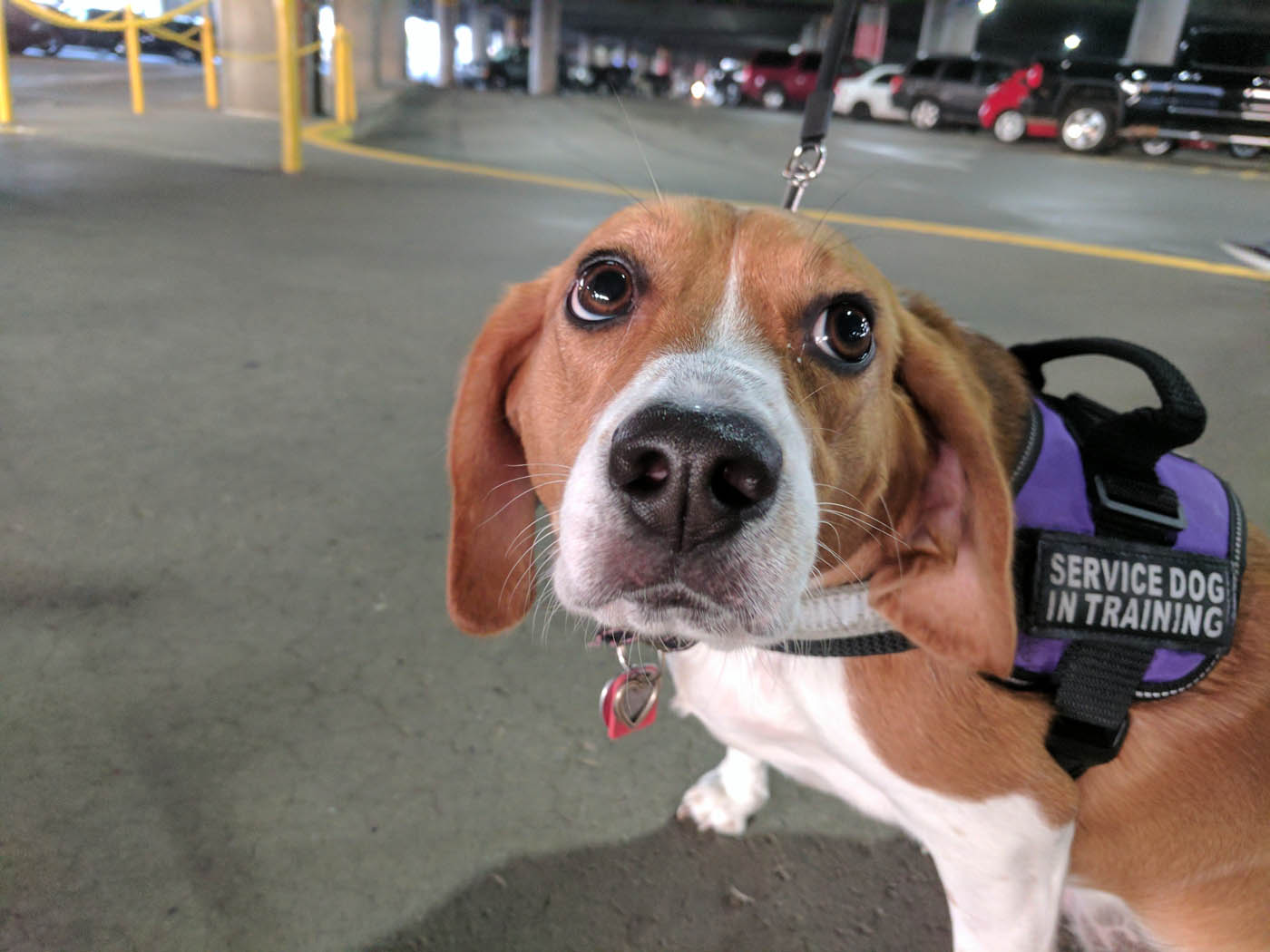 A service dog in training by the experts at Dog Training Elite in Gilbert, AZ.