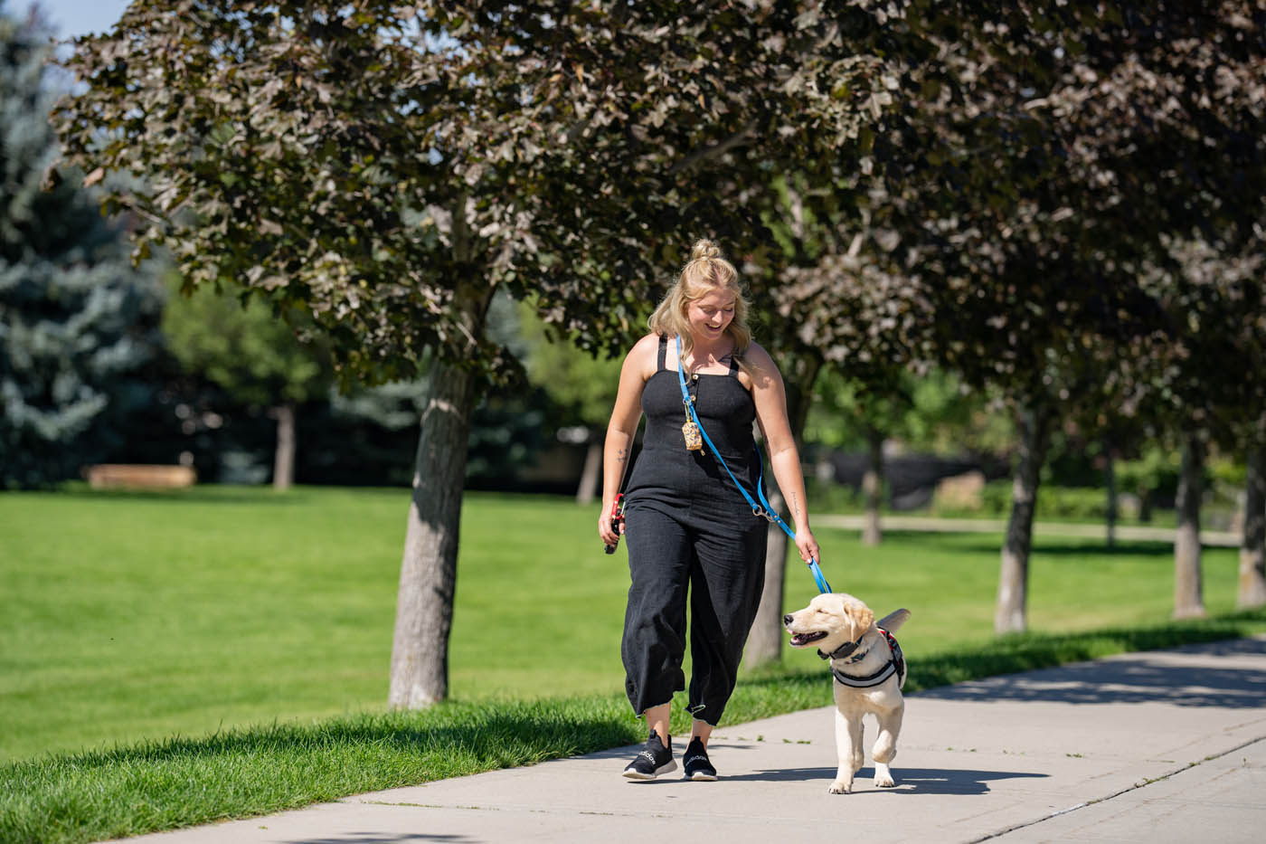 A therapy dog walking in a park with their owner - contact Dog Training Elite to talk to a professional therapy dog trainer in Fort Wayne, IN!