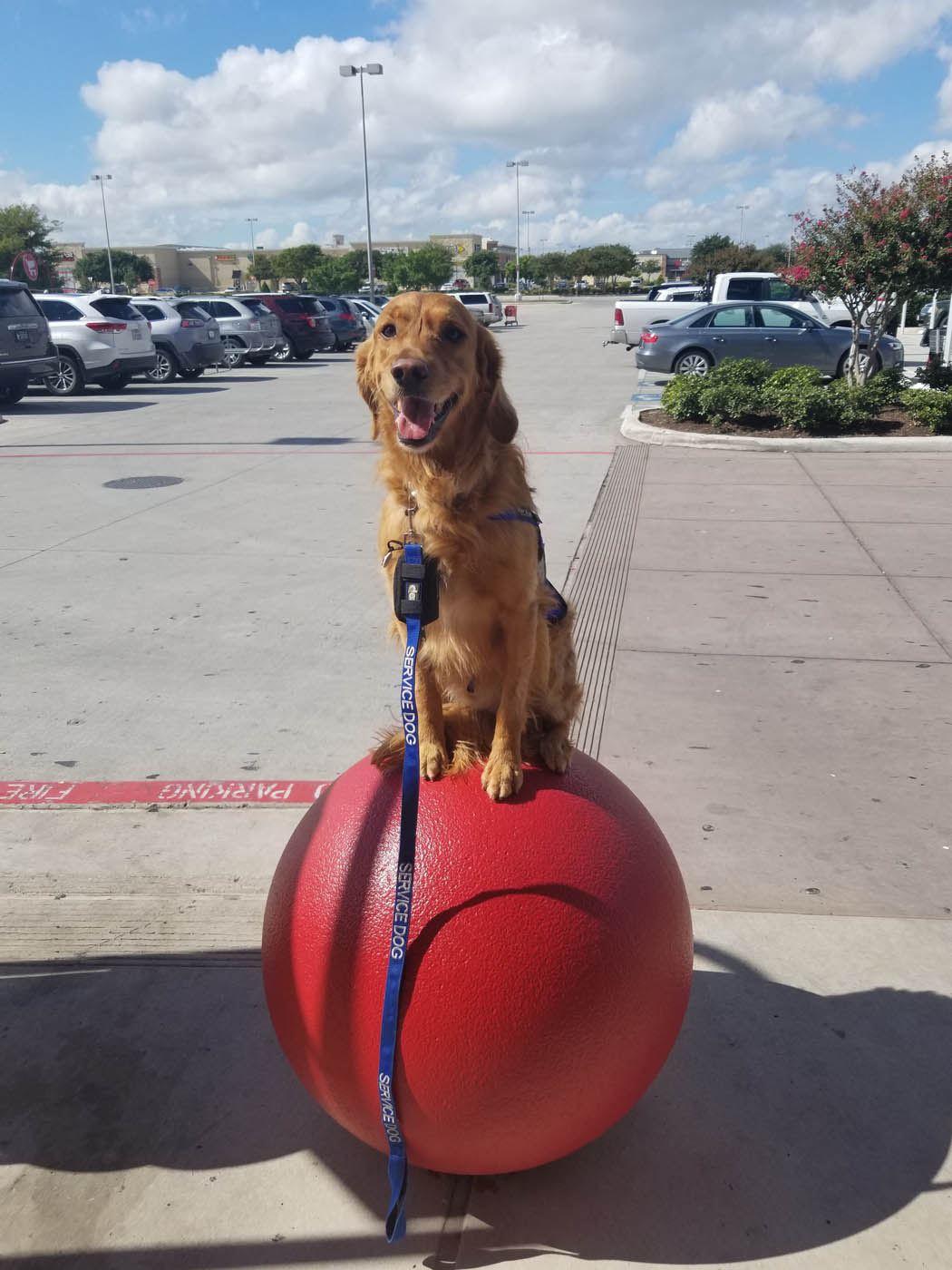 An adorable dog sitting still - trained by professionals at Dog Training Elite in Gilbert, AZ.