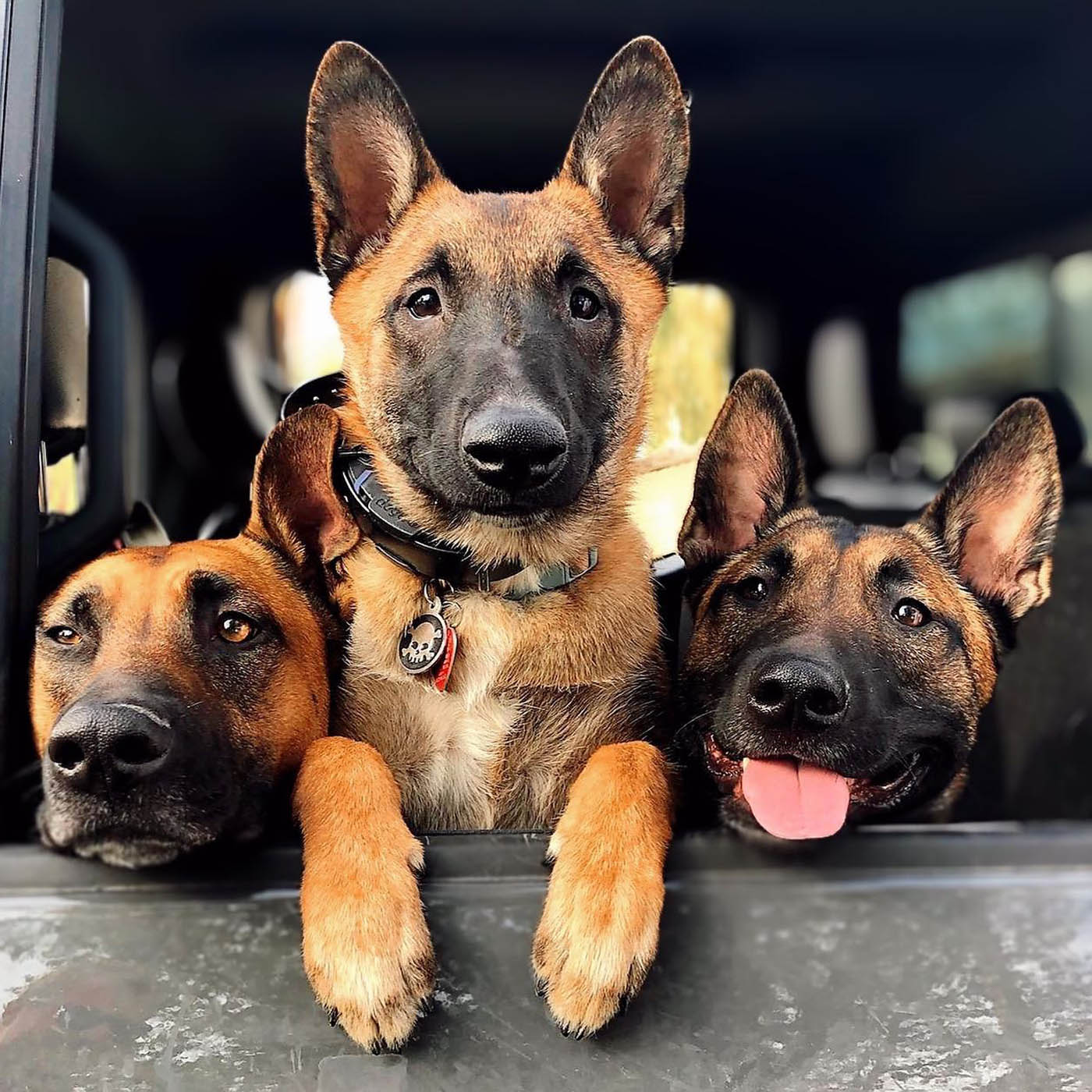 A group of dogs wearing safe, effective e-collars from Dog Training Elite Lowell / Chelmsford.