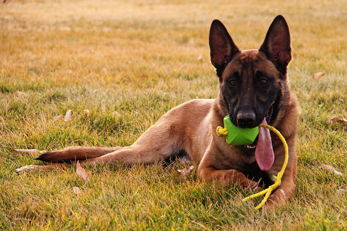 An image of a German Shepherd - Dog Training Elite offers retired k9 training in Pensacola, FL.