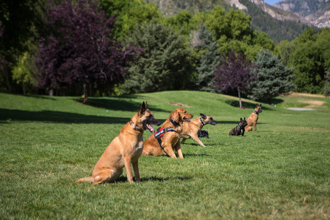 A group of dogs being trained by the expert team at Dog Training Elite in Cincinnati.