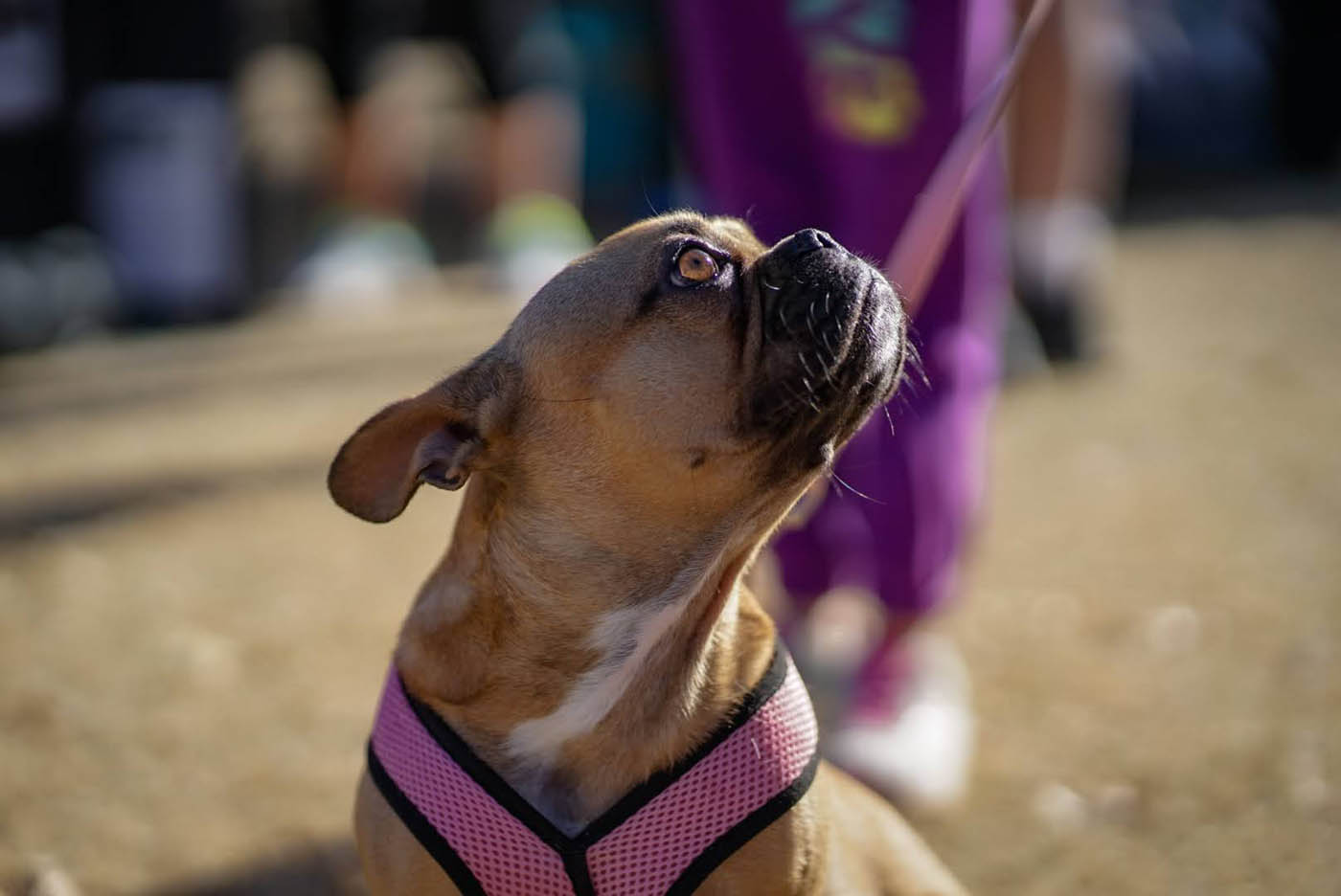 A dachshund in their home - contact Dog Training Elite today for in-home anxiety and aggressive dog training in Fort Wayne, IN.