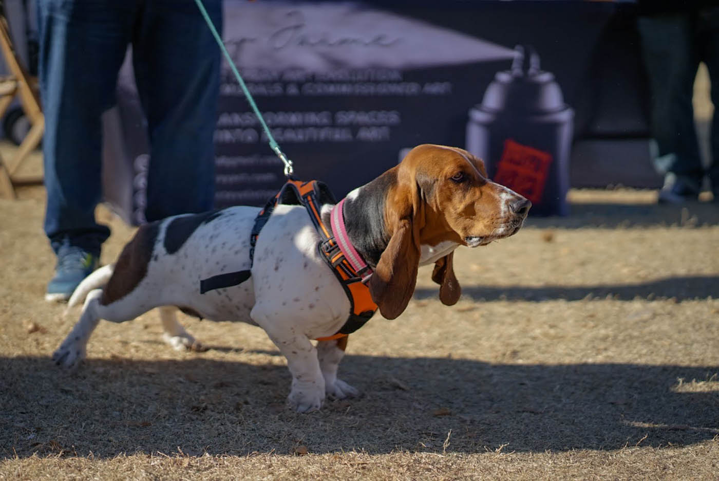 Dog Training Elite Coastal Bend - Dog Obedience Training in Corpus Christi, TX. Dog Training Elite