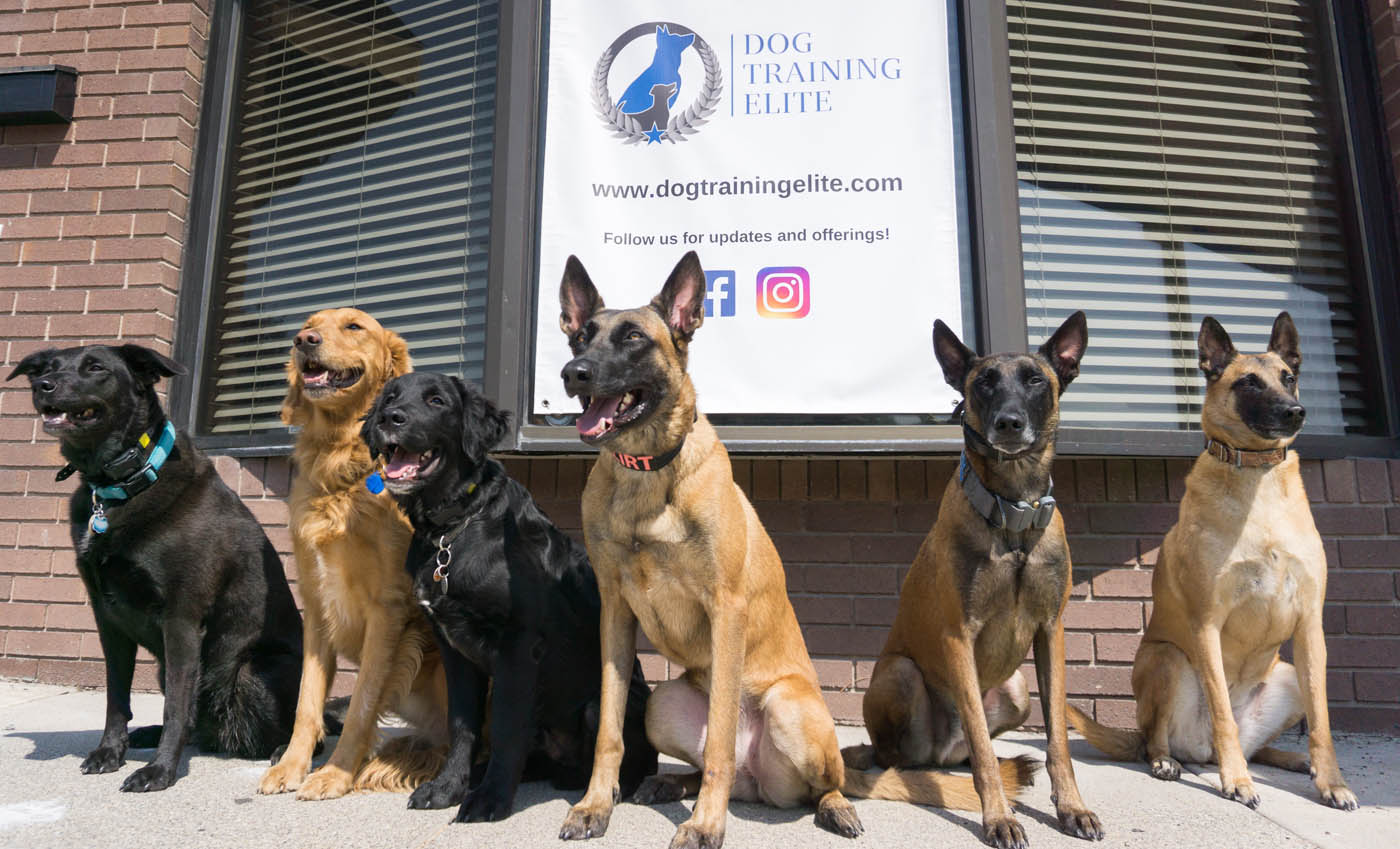 A group of different dogs in front of a Dog Training Elite facility - discover what our elite k9 training in South Bend / Elkhart, IN can do for you.