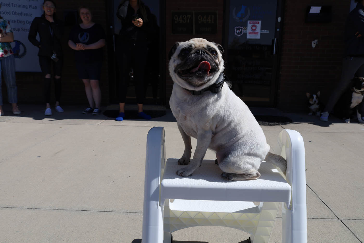 A dog at a show demo with the expert team at Dog Training Elite Greater Nashville.