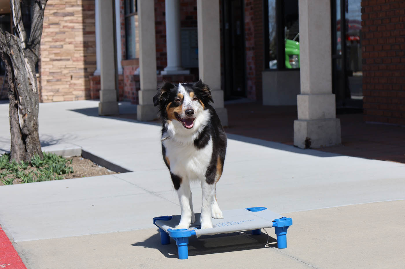 A beautiful ausie dog off leash thanks to the professional off leash dog training in Boston, MA from Dog Training Elite. 