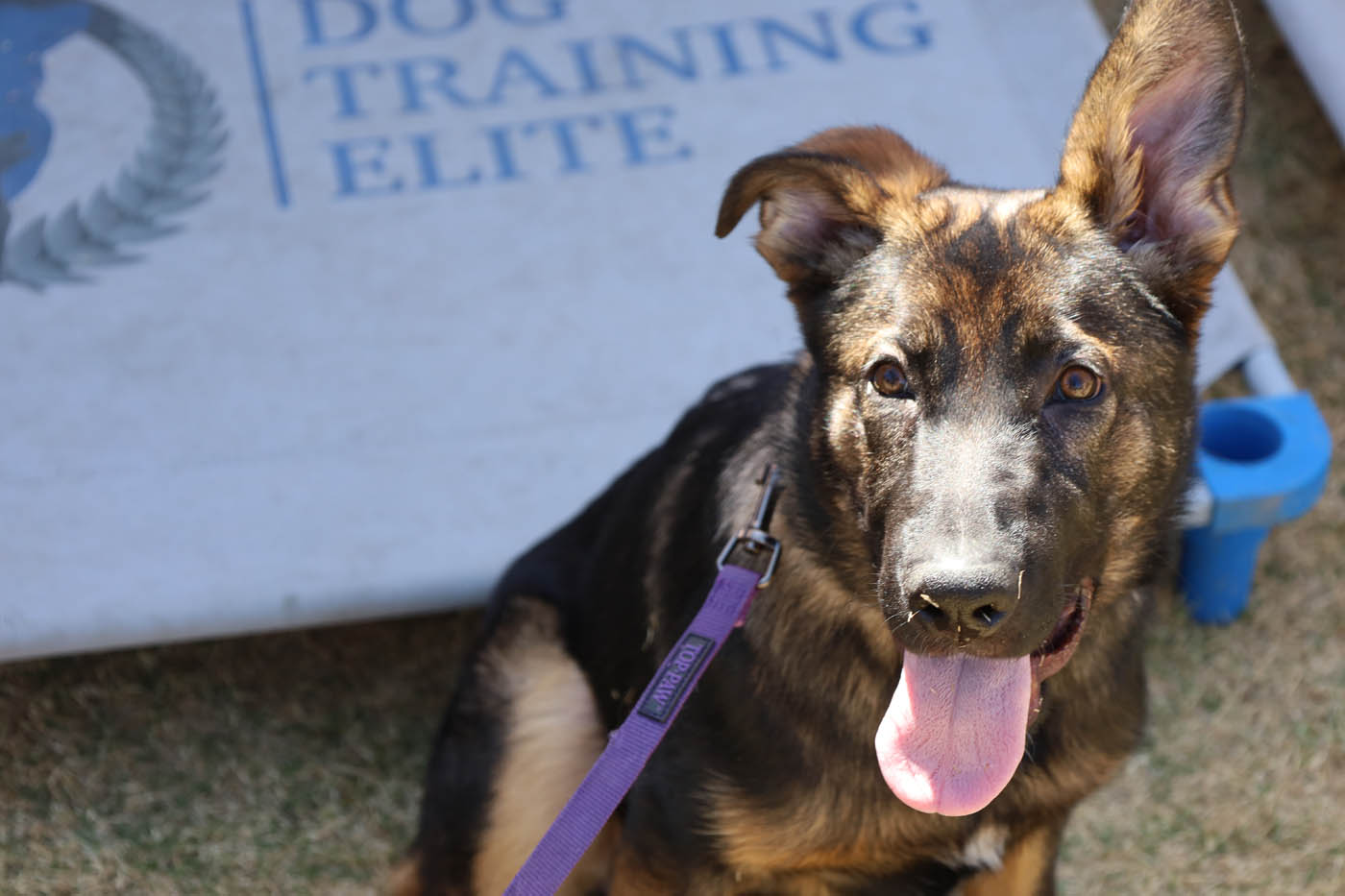 service dog training Dog Training Elite Lowell